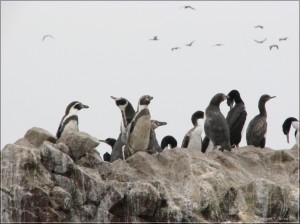 pingouins de Humboldt
